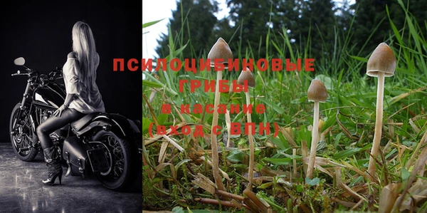 PSILOCYBIN Новозыбков